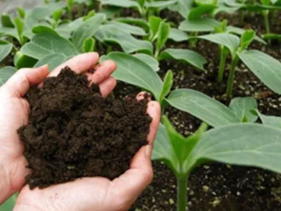 Fertilizante Orgánico